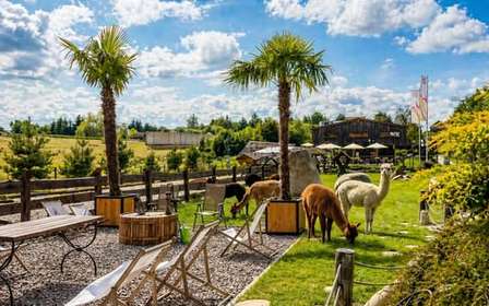 Alpaca Park: kies je alpaca voor een wandeling + voeding