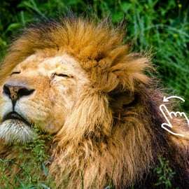 Krakau: Dierentuin met ophaalservice vanaf je hotel