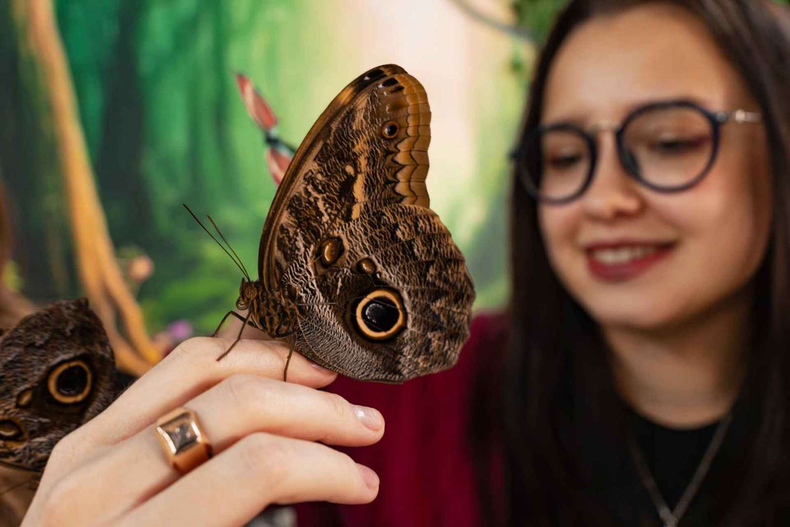 Krakau: Museum der lebenden Schmetterlinge - "Haus der Attraktionen
