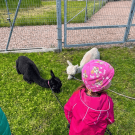 Alpaka-Park: Wähle dein Alpaka für einen Spaziergang + Fütterung