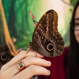 Krakau: Museum der lebenden Schmetterlinge - "Haus der Attraktionen