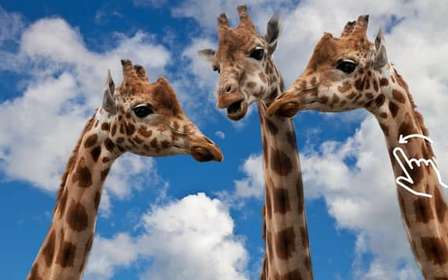 Krakau: Zoo mit Abholung vom Hotel