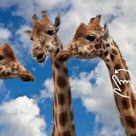 Krakau: Dierentuin met ophaalservice vanaf je hotel